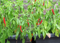 Spaanse peper kan geoogst worden